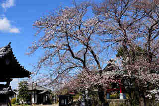 隆岩寺桜