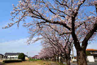 境桜並木