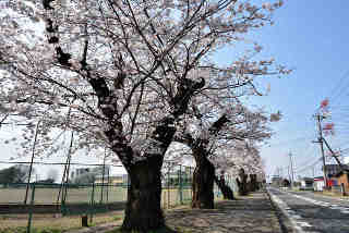逆井山小学校桜