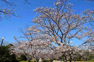 桜の杜公園桜