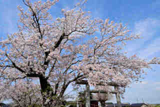 山王日吉神社桜