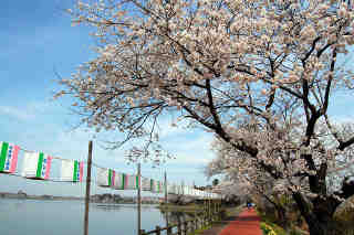 砂沼桜