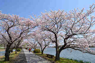 千波湖畔桜