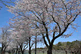 千貫桜
