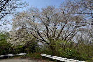 勽ѓ