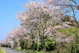 下吉影桜並木