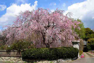 真像寺桜