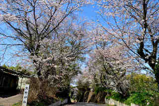 下根本熊野神社の桜