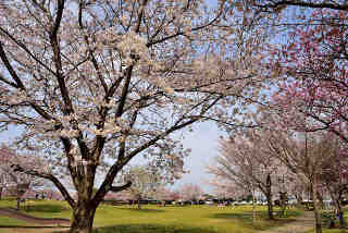 下岡崎近隣公園桜