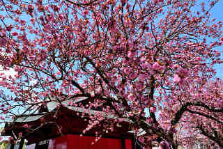 住吉神社八重桜