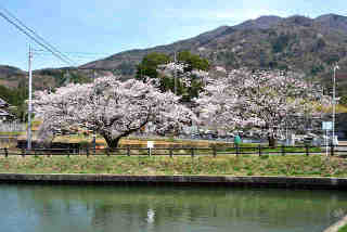 精進沼桜