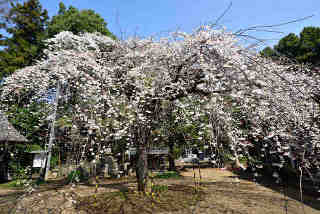 安養寺称名桜