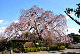 多宝院桜