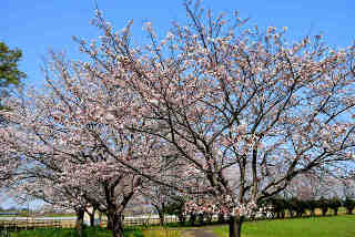 高井城址公園桜
