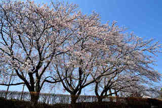 総合運動公園桜