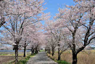 渡満道路桜並木