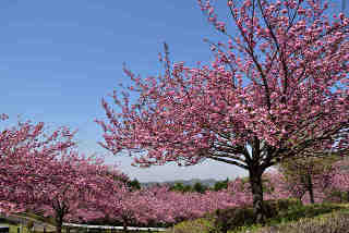富谷山ふれあい公園桜