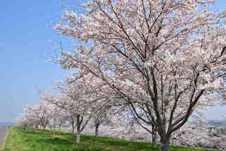 利根川桜