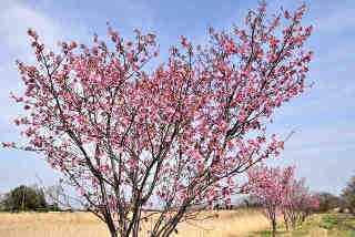 利根親水公園北側陽光桜
