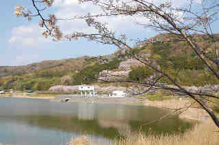 つくし湖桜