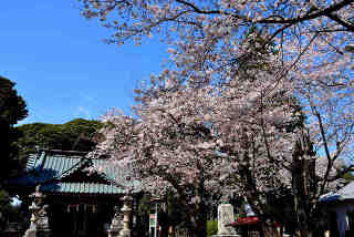 鶴峯八幡宮桜