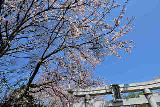 上羽神社桜