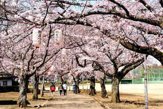 八千代町民公園桜