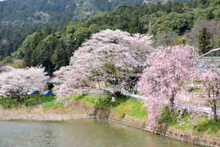 山根池桜