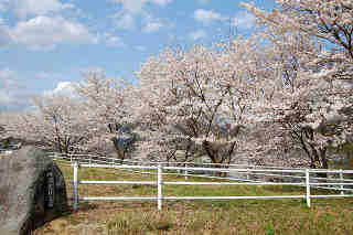 柳沢農村公園桜