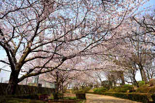 八坂公園の桜