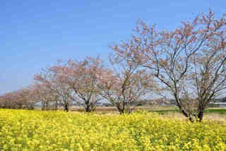 安塚公園の桜