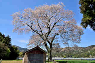 吉生香取神社桜