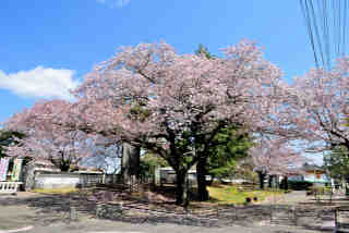 結城行在所跡桜