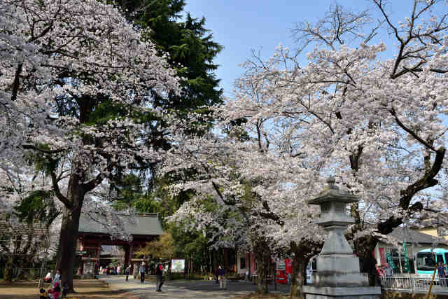 大宝八幡宮桜