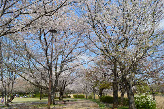 観桜苑桜