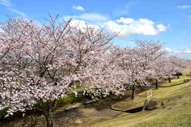 小貝川ふれあい公園桜