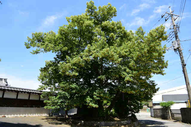 光明寺菩提樹