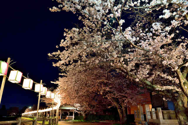 砂沼夜桜