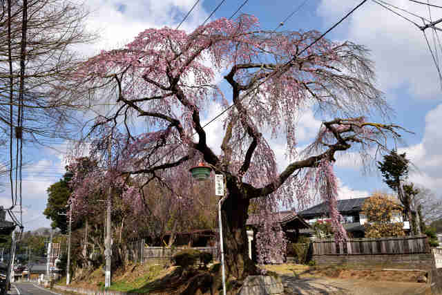 高道祖桜