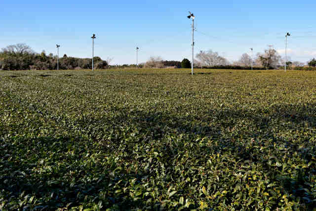 九万坪の茶畑