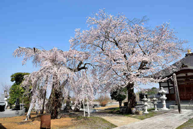 安食一乗院桜