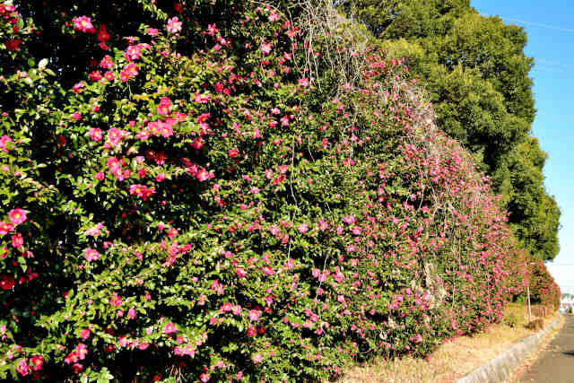 ���G�l���R����