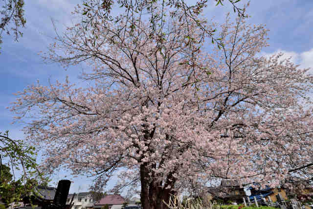 永寿院桜