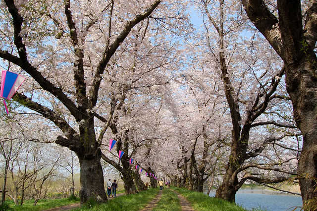 福岡堰桜並木