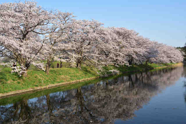 福岡堰導水桜並木