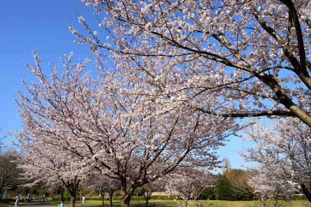 福岡堰さくら公園桜