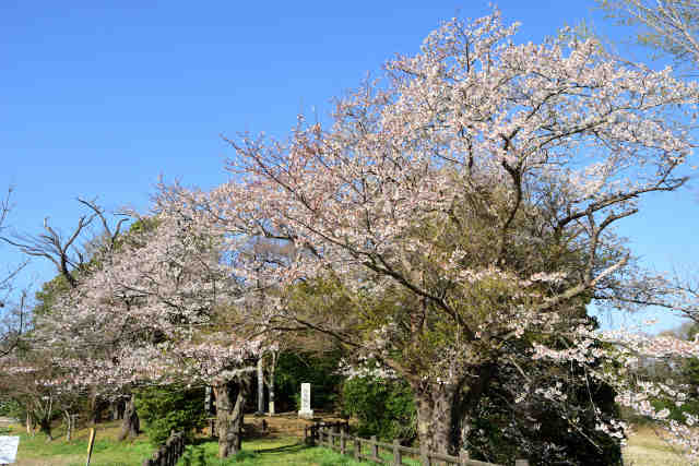 伊奈神社桜