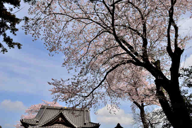 板橋八坂神社桜