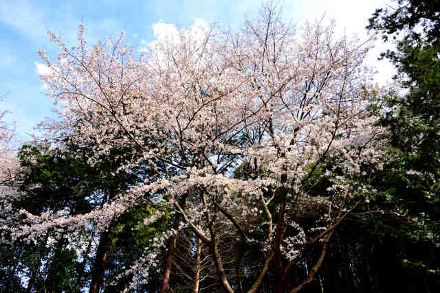 小張愛宕神社桜