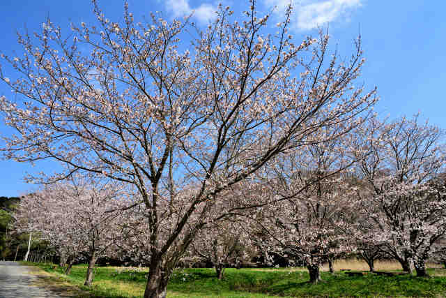 さるまい自然公園桜